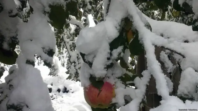 Неожиданный снег в октябре в предгорье Тянь-Шаня накрыл урожай. Надежда Яковлева сделала эту фотографию в селе Фрунзе Иссык-Кульской области в Киргизии.