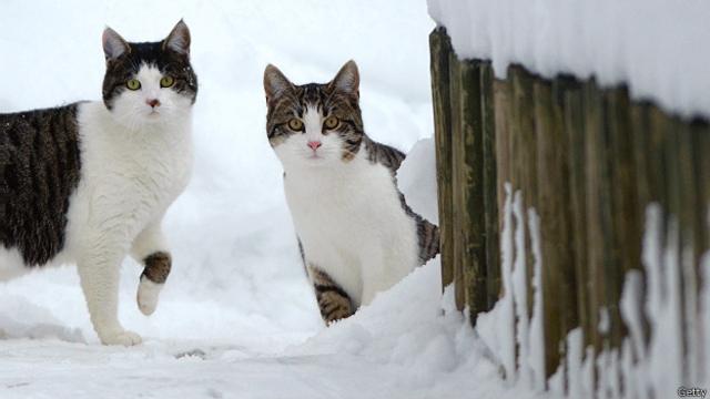 Активисты требуют от Швейцарии запретить поедание кошек - BBC News Русская  служба