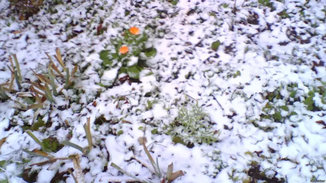 цветы календулы в снегу