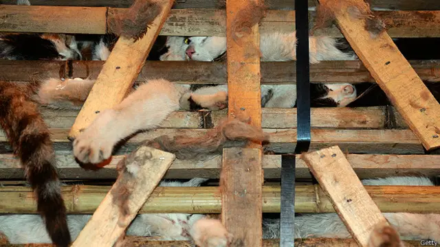 Котята в клетке в Китае