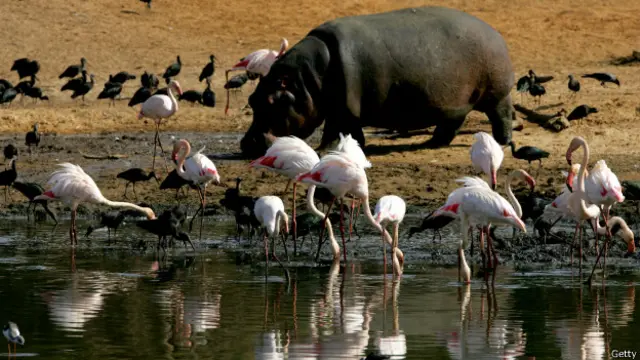 Бегемот и фламинго