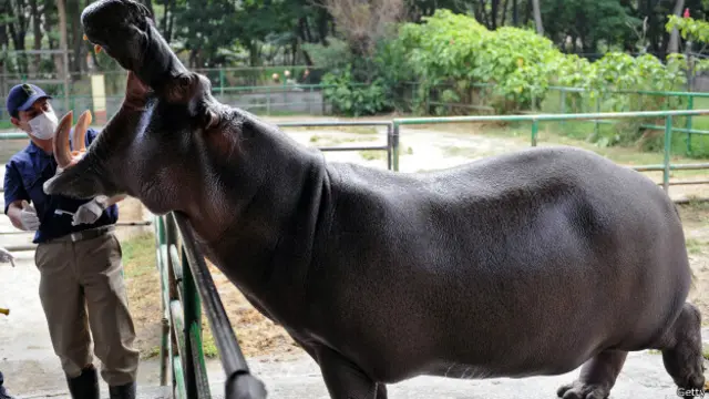 Бегемот из поместья Пабло Эскобара