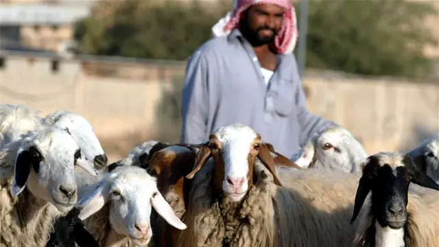 برخی شوخی میکنند که ممکن است به چوپانی برگردند