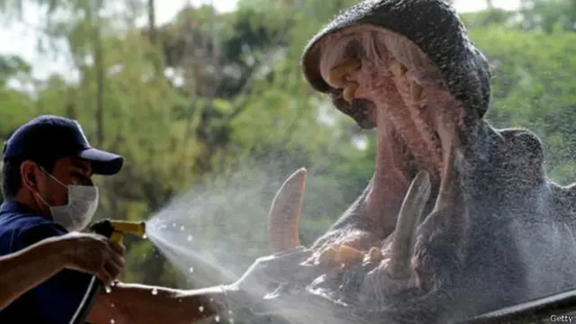 Veterinário trata hipopótamo (Foto: Getty)
