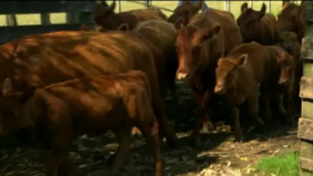 दुनिया के कई देशों में बोवाइन टीबी मवेशियों के लिए एक बड़ा ख़तरा है.