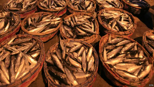 Stok Ikan