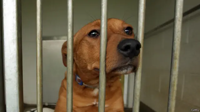 бультерьер