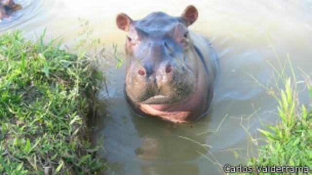 Hipopótamo de Escobar