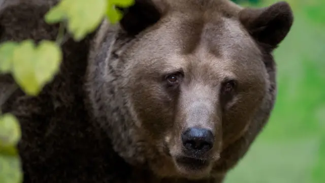 ریچھ اور کتے کی لڑائی میں ریچھ کو رسی سے باندھ کر اس پر کتے چھوڑے جاتے ہیں، یہ کتے ریچھ کی ناک اور منہ پر حملہ کرتے ہیں جس سے وہ شدید زخمی ہو جاتا ہے