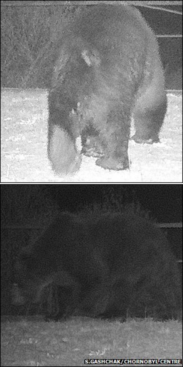 Снимки медведей с фотоловушек в Чернобыле