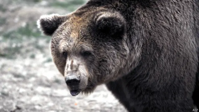 یوکرین کے اس علاقے میں سو سال سے بھوری نسل کا کوئی بھالو نہیں دیکھا گیا تھا