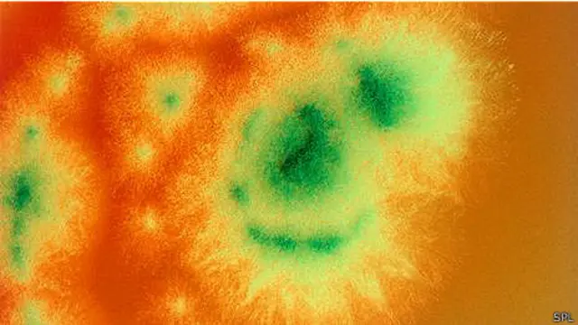 Penicillium roqueforti – грибок, живущий во французских пещерах