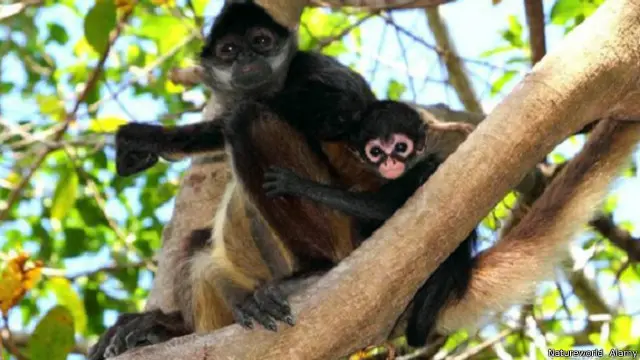 الأم تصرخ حينما يتعرض صغيرها لاعتداء على يد أحد ذكور القرد العنكبوت