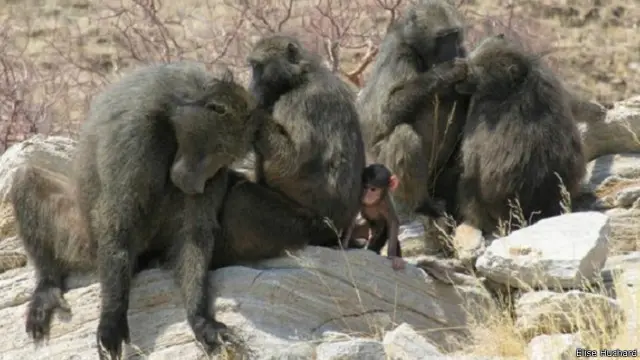 من المعروف أيضا أن قردة البابون من الذكور تقتل صغارها أيضا