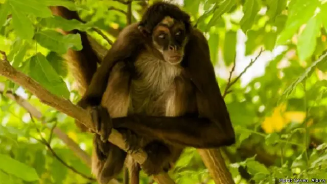 قتل قرد العنكبوت لصغاره الرضع سجل حتى الآن ثمان مرات