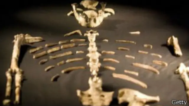 Lucy pertenece a la especie llamada Australopithecus afarensis.