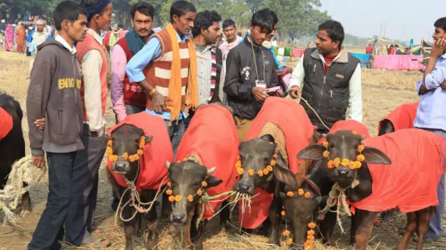पाँच-पाँच वर्षमा लाग्ने गढीमाइ मेलामा एकै दिन दिइने असंख्य पशुबलि अन्तर्राष्ट्रिय रुपमा आलोचित छ