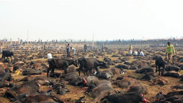 اس موقع پر مردہ جانورں کے خون کی بدبو مندر کے ارد گرد دور دور تک محسوس کی جا سکتی ہے۔ 