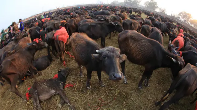 زائرین دور دراز علاقوں سے اپنے جانور لے کر کئی دنوں کی مسافت کے بعد پیدل مزار پر پہنچتے ہیں۔ 
