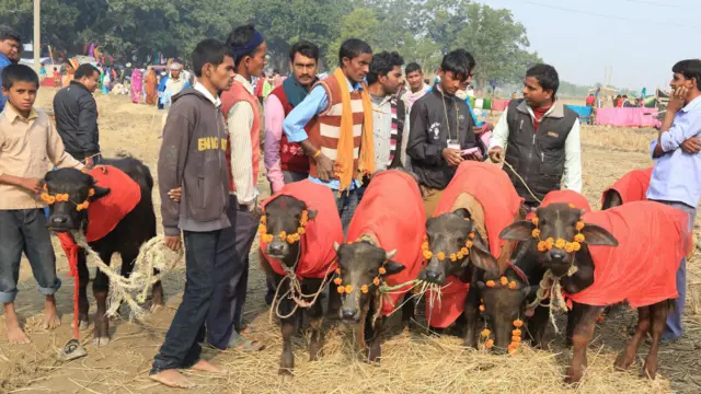 نیپال میں ہندو دیوی ’گادھی مائی‘ کا متنازعہ میلہ شروع ہوگیا۔ ہندو مت میں گادھی مائی کو طاقت کی دیوی مانا جاتا ہے اور نیپال کے علاقے بڑیا پور میں اس میلے میں لاکھوں جانور کی قربانی دی جاتی ہے۔ (اس گیلری میں کچھ تصاویر ایسی ہیں جو آپ پرگراں گذر سکتی ہیں۔)