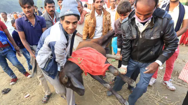 بھارت سے ہزارہا لوگ اپنے جانور چڑہاوے کے لیے یہاں لاتے ہیں۔ اس برس جانوروں کے سرحد پار لی جانے کے خلاف بھارتی سپریم کورٹ کے فیصلے کی وجہ سے بھارت سے لائے جانے والے جانوروں کی تعداد معمول سے کم رہی۔ 