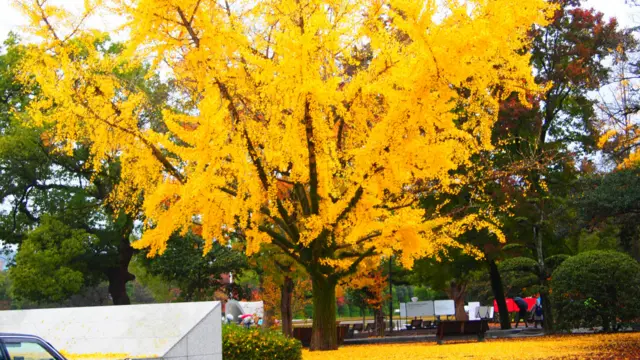 اټکل و چې پر هیروشیما به ۷۰ کاله بوټی زرغون نه شي. خو د برید پر هماغه مني لومړنۍ غوټۍ وټوکېدې. او اوس پکې د نباتي رنګونو یوه ننداره وي.