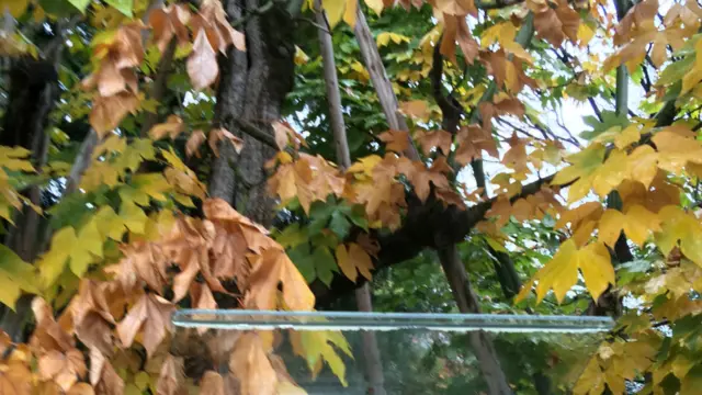 دا ونه هم چې د برید له مرکزه ۱۳۰۰ متره لرې وه، ورو ورو بېرته زرغونه شوه او اوس د سولې د سمبول په توګه ساتل کېږي.