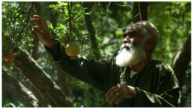 Mushukdagi katta sikning fotosurati