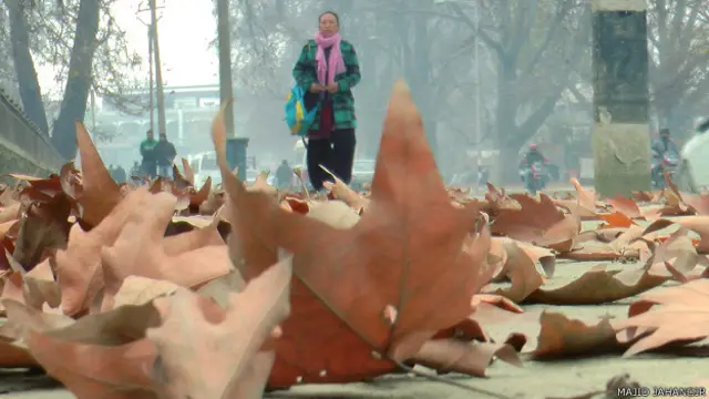 चिनार पेड़ कश्मीर