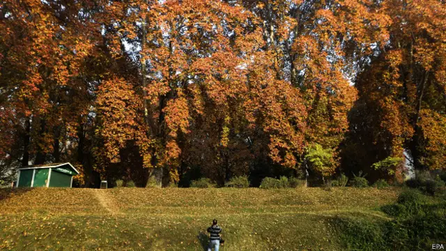 चिनार के पेड़, कश्मीर