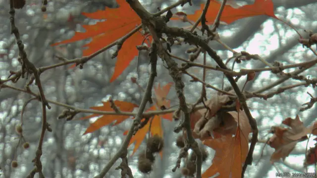 चिनार पेड़ कश्मीर