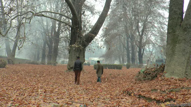 चिनार पेड़ कश्मीर