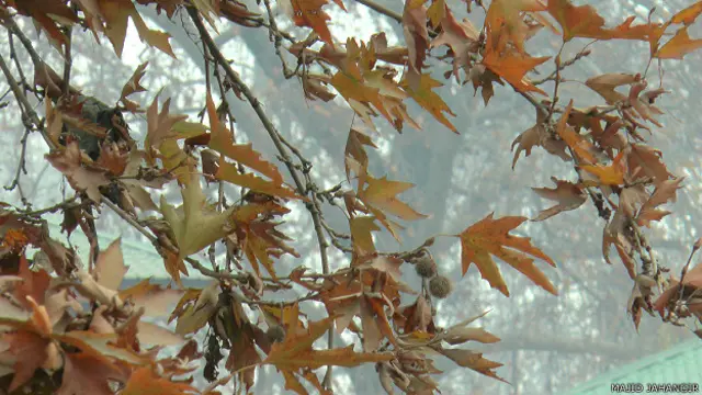 चिनार पेड़ कश्मीर