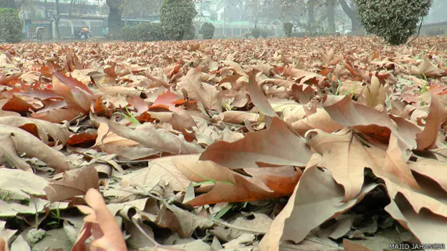 चिनार पेड़ कश्मीर