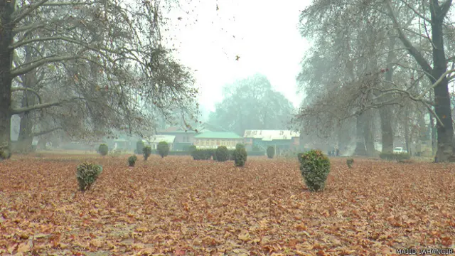 चिनार पेड़ कश्मीर