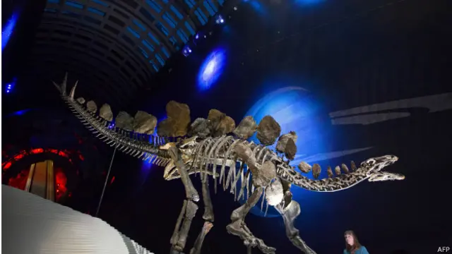 Стегозавр в экспозиции музея