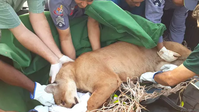 Puma atropellado siendo trasladado a un centro veterinario en Sao Paulo 