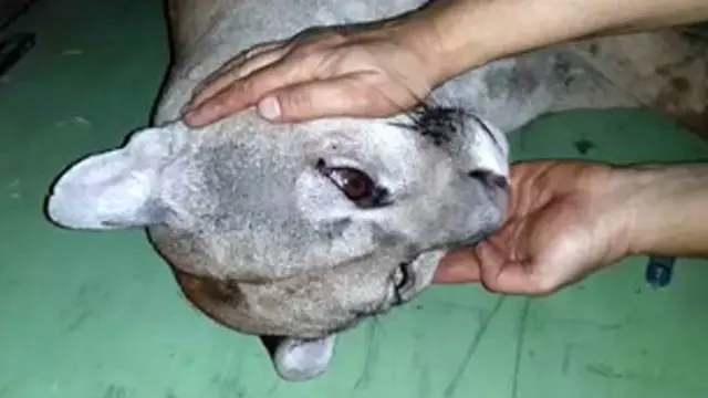 Puma atropellado en el estado de Sao Paulo en un centro veterinario Foto gentileza Zoo Bauru