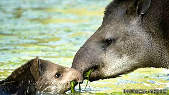 Tapir junto a su bebé