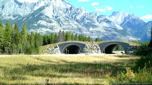 Puente para el paso de animales sobre una carretera en el Parque Naciopnal Banff en Canadá