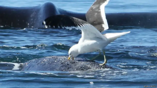 Gaviota picoteando a una ballena