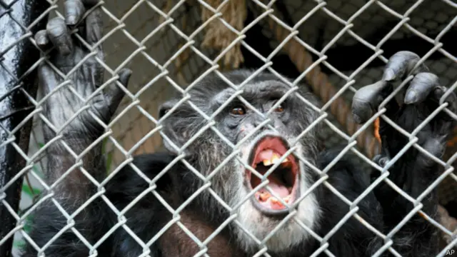 黑猩猩湯米（Tommy）