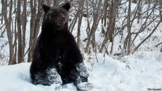 Медведь в зимнем лесу