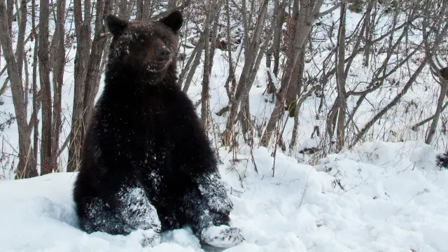 تتعرض الدببة البنية في السويد وكرواتيا إلى الصيد بصورة مستدامة