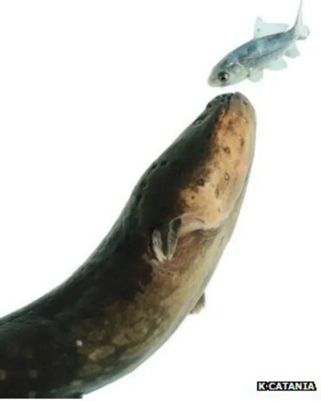 Електричний вугор паралізує здобич