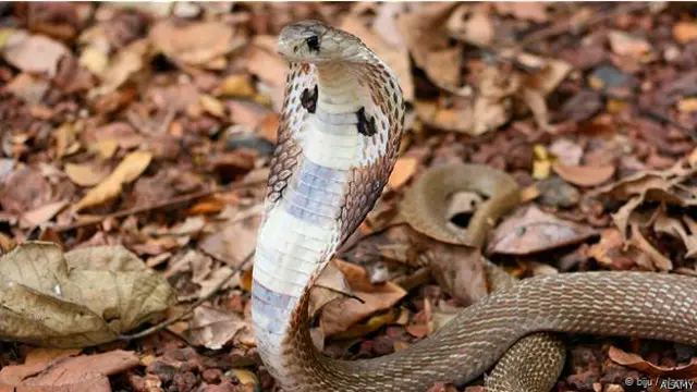 फ़ाइल फोटो