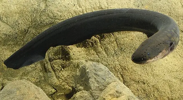 بام نما برقی مچھلی قوت دوگنی کرنے کے لیے حلقہ بناتی ہے