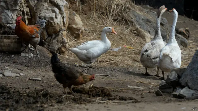 貴州貴陽某農村內的散養禽鳥（資料圖片）