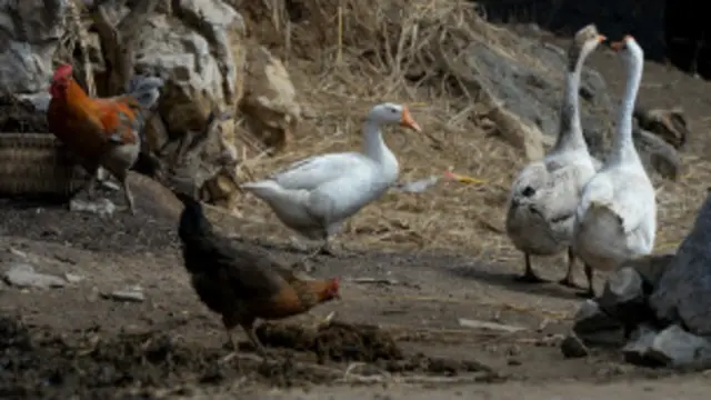 Ana bukatar masu lura da kaji su yi hattara