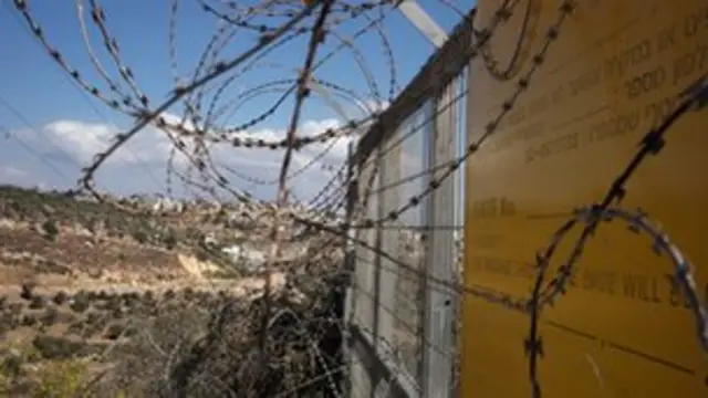 Olivos tras una alambrada